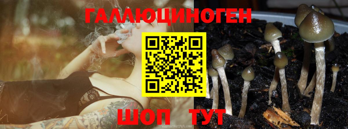 магазин продажи наркотиков  Галлюциногенные грибы Psilocybine cubensis  Вход с VPN  Алексеевка  Галлюциногенные грибы Cubensis 